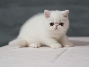 已售 小猫馒头（Mantou） 公猫