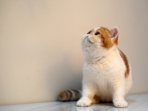 已售小猫图图（Tutu） 公猫