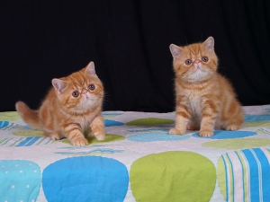 已售 加菲猫异短小猫 呼呼们（HUHU）3只小猫